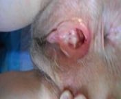 wide open holes for cum from hairy hole wide open