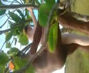 white hubby films wife getting fucked in a tree from hanging nude by a tree